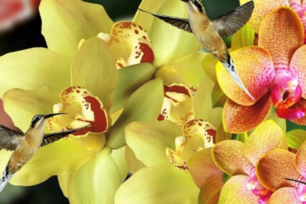 ¿Cómo se reproducen las orquídeas?