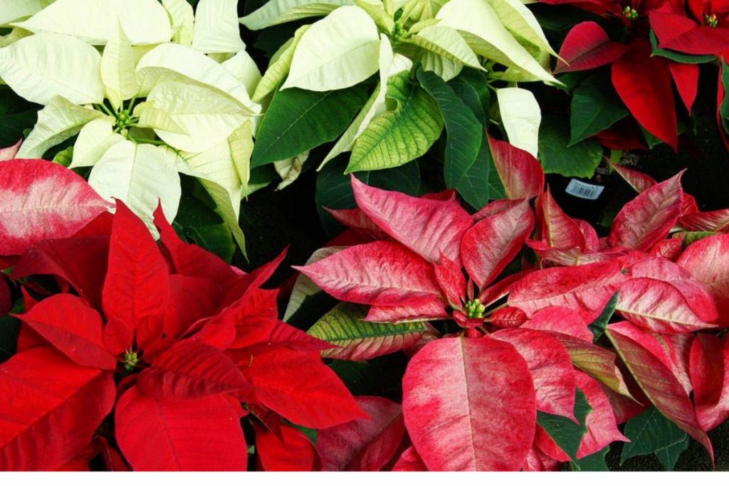 Aspecto de la poinsetia