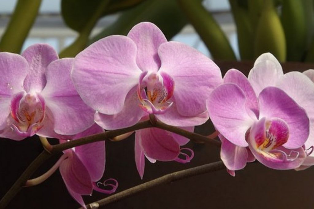 ¿Qué necesitan las orquídeas?