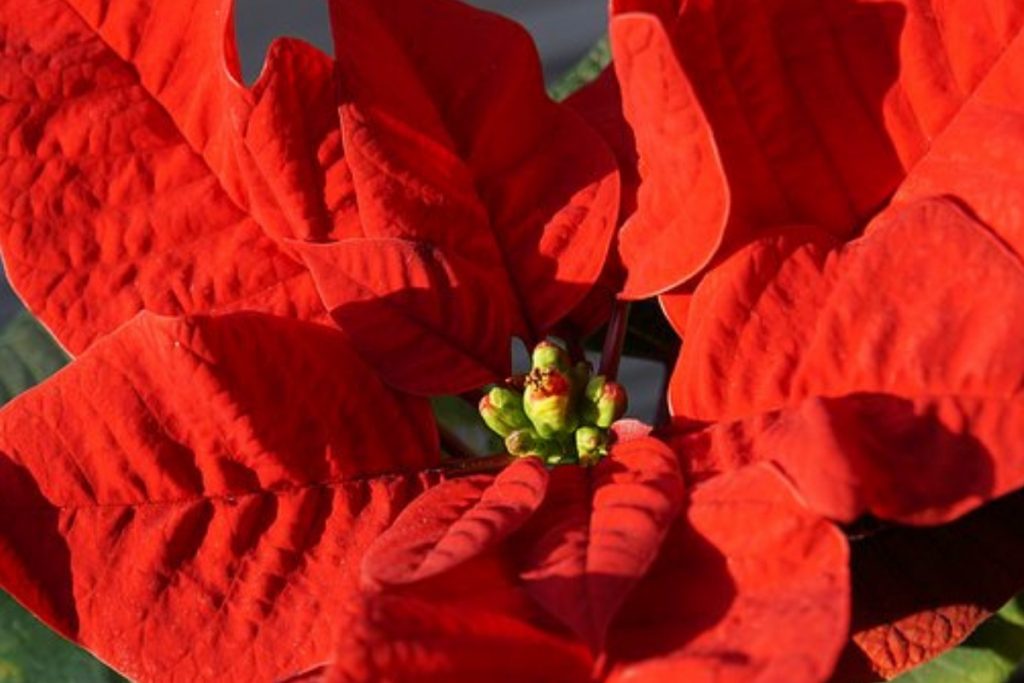 Las orquídeas necesitan luz