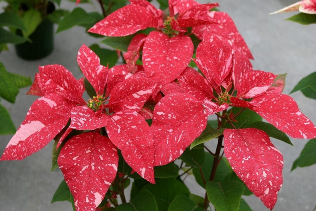 Riego de la Flor