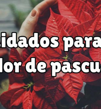 ¿Cómo cuidar la flor de pascua para navidad?