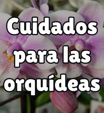 Los mejores cuidados para las orquídeas