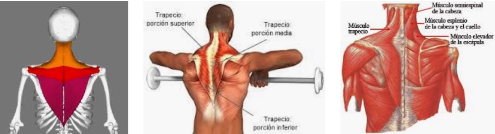 Trapecio. Musculus Trapezius 2 inserción trapecio